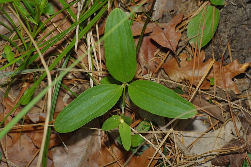 Trillium texanum, photographed by Michelle W. （鍾偉瑋）