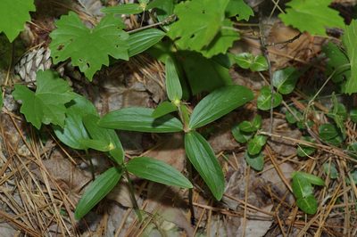 Trillium texanum, photographed by Michelle W. （鍾偉瑋）