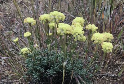 Eriogonum thymoides, photographed by Cindy Bell