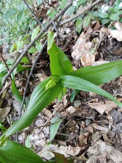 Colchicum speciosum, photographed by Татьяна Максимова