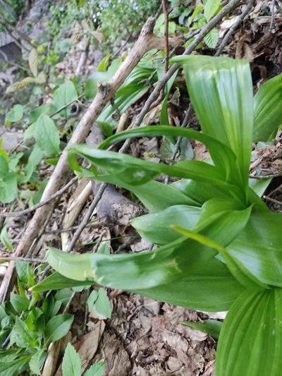 Colchicum speciosum, photographed by Татьяна Максимова