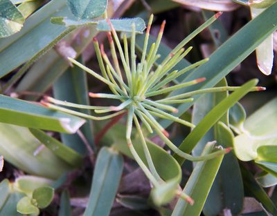 Pinus taeda, photographed by Diana Foreman