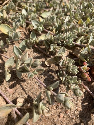 Atriplex watsonii, photographed by Jacob Malcom