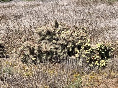 Cylindropuntia prolifera, photographed by Jacob Malcom