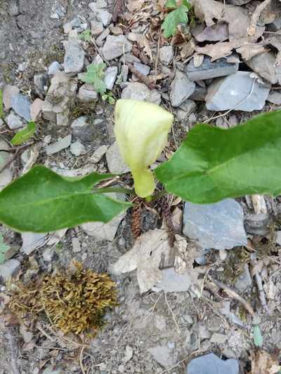 Arum orientale, photographed by Татьяна Максимова