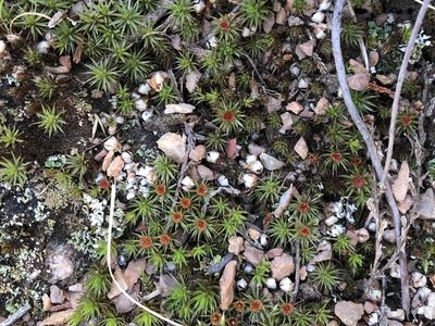 Polytrichum piliferum, photographed by Pavel Kacl