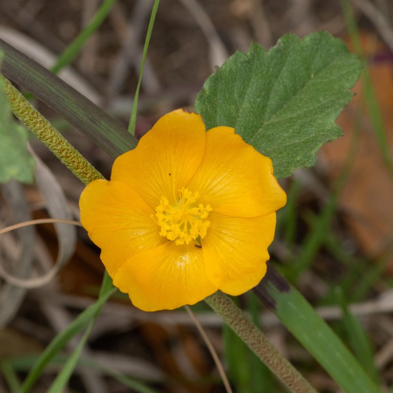 Malvastrum aurantiacum, photographed by Justin Williams