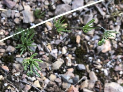 Spergula morisonii, photographed by Pavel Kacl