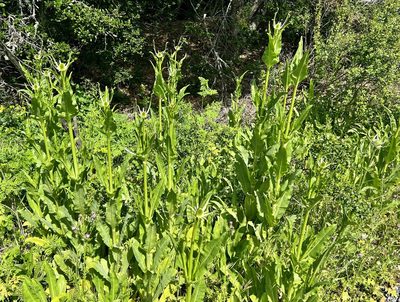 Dipsacus sativus, photographed by Chuck Wilson