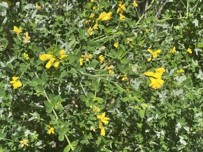 Genista monspessulana, photographed by Chuck Wilson