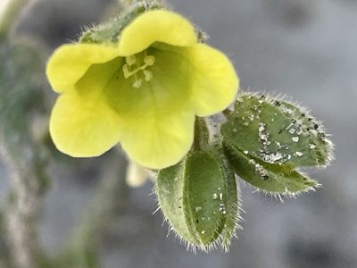 Emmenanthe penduliflora, photographed by Irene
