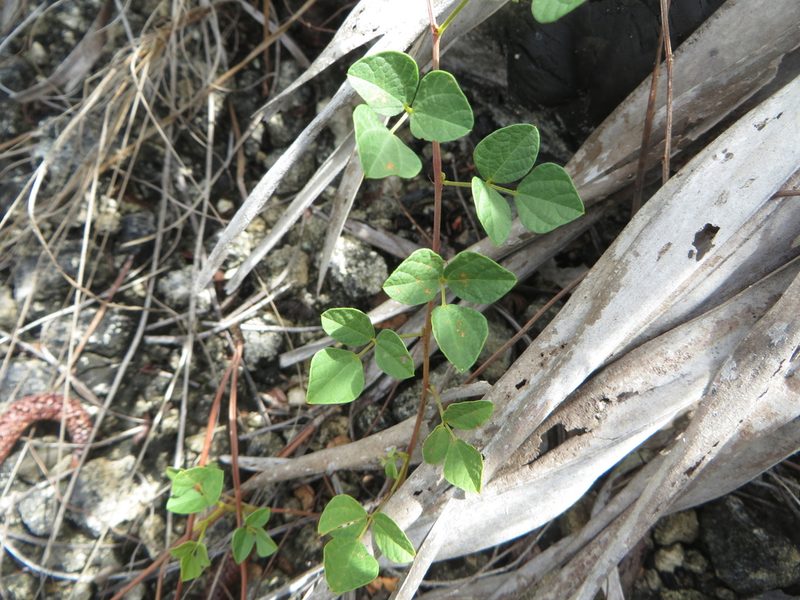 Rhynchosia minima, photographed by Ben Machado