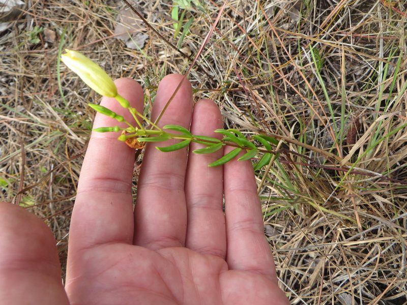 Pentalinon berteroi, photographed by Ben Machado