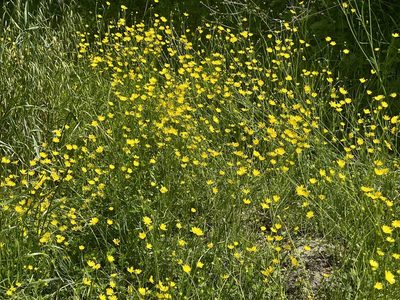 Ranunculus californicus, photographed by Chuck Wilson