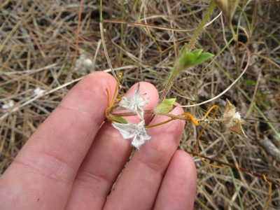 Richardia grandiflora, photographed by Ben Machado