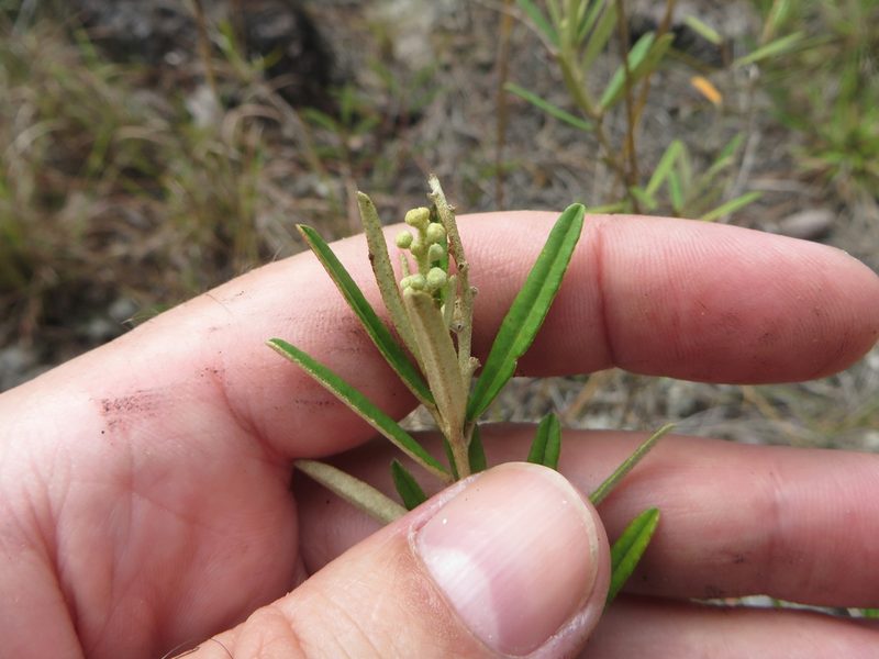 Croton linearis, photographed by Ben Machado