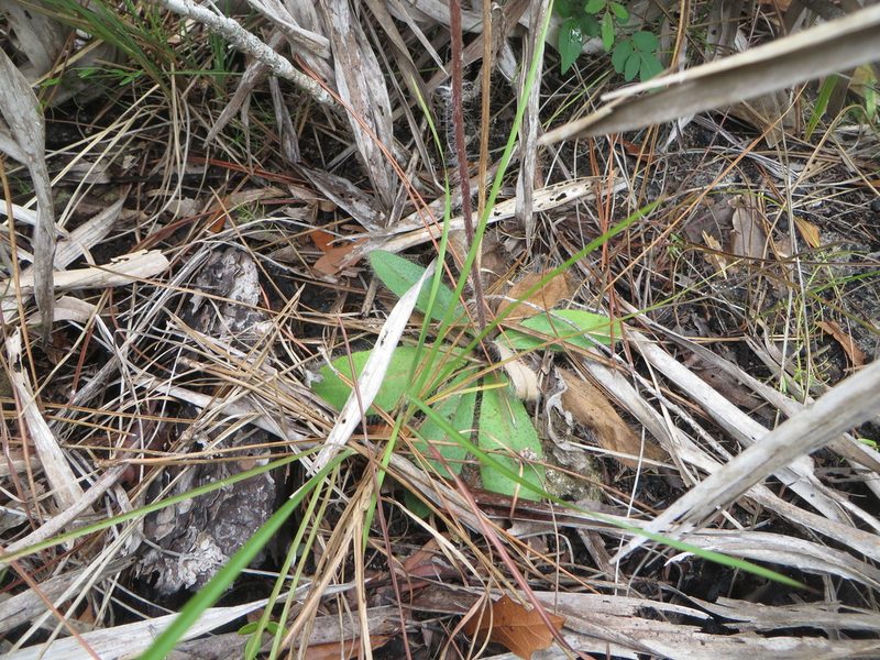 Hieracium megacephalon, photographed by Ben Machado