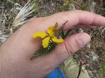 Chamaecrista fasciculata, photographed by Ben Machado