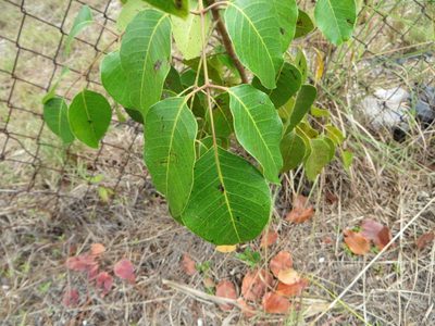 Metopium toxiferum, photographed by Ben Machado
