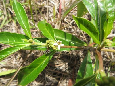 Morinda royoc