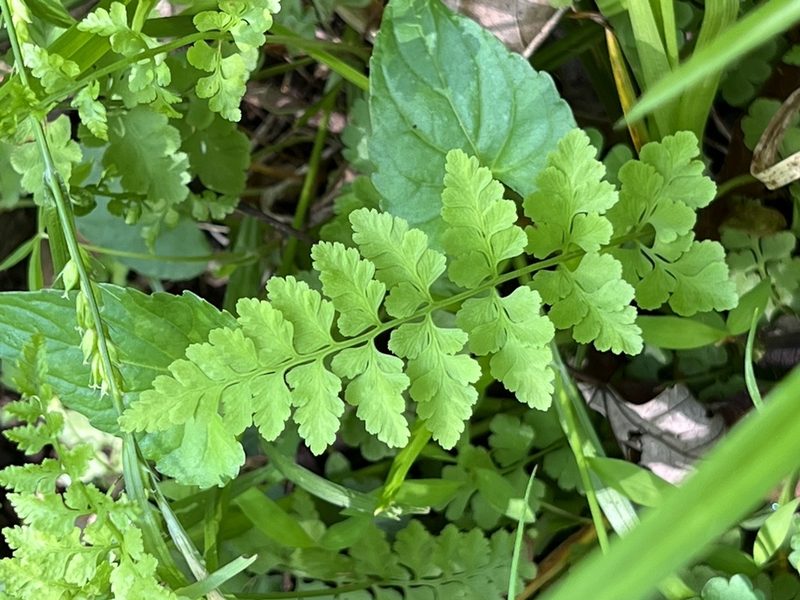 Cystopteris protrusa, photographed by Mark Richman