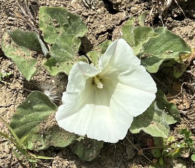 Calystegia subacaulis, photographed by Chuck Wilson