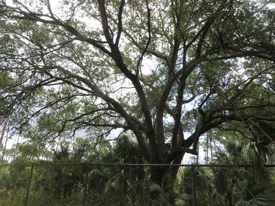 Quercus virginiana, photographed by Ben Machado