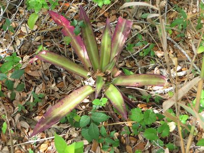 Tradescantia spathacea, photographed by Ben Machado