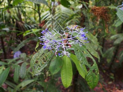 Faramea suerrensis, photographed by Lena Struwe