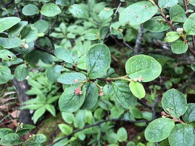 Cotoneaster tomentosus, photographed by Jason Grant