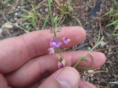 Asemeia grandiflora, photographed by Ben Machado