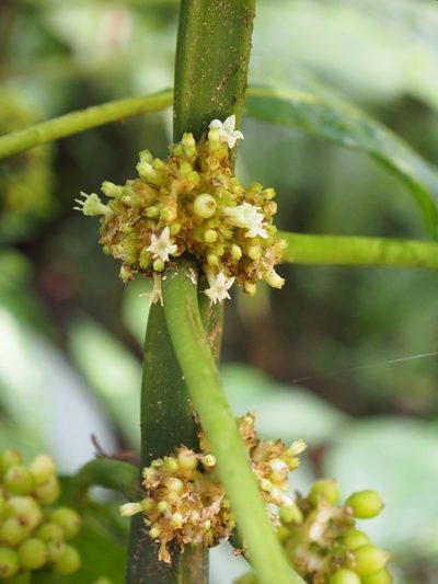 Notopleura capitata, photographed by Lena Struwe