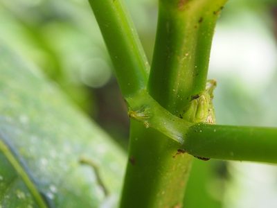 Notopleura capitata, photographed by Lena Struwe