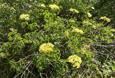 Sambucus cerulea, photographed by Chuck Wilson