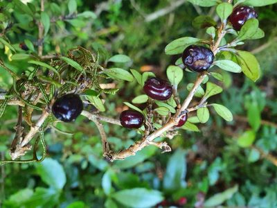 Coprosma rhamnoides, photographed by Kate McAlpine