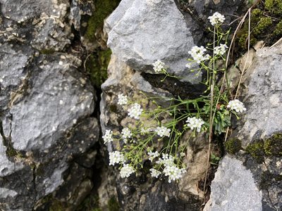 Kernera saxatilis, photographed by Jason Grant