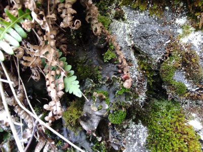 Polypodium sibiricum, photographed by Valentin Kosterin