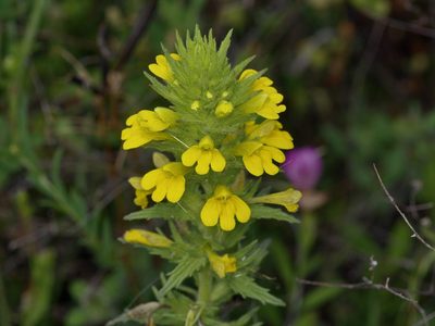 Parentucellia viscosa, photographed by Michelle W. （鍾偉瑋）