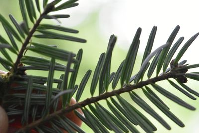 Abies nordmanniana