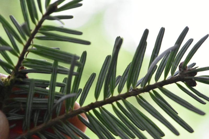 Abies nordmanniana, photographed by Марина Садыкова
