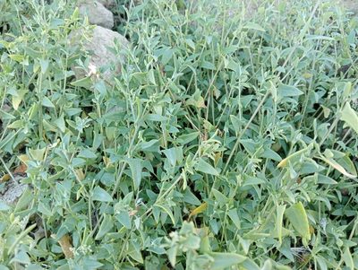 Chenopodium nutans, photographed by John Barkla