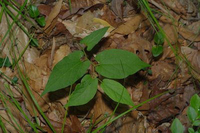 Aristolochia serpentaria, photographed by Michelle W. （鍾偉瑋）
