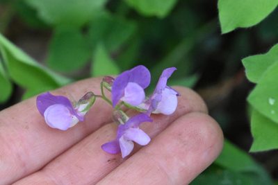 Lathyrus laxiflorus, photographed by Марина Садыкова