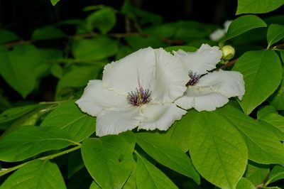 Stewartia malacodendron, photographed by Michelle W. （鍾偉瑋）