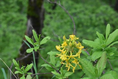 Rhododendron luteum, photographed by Марина Садыкова