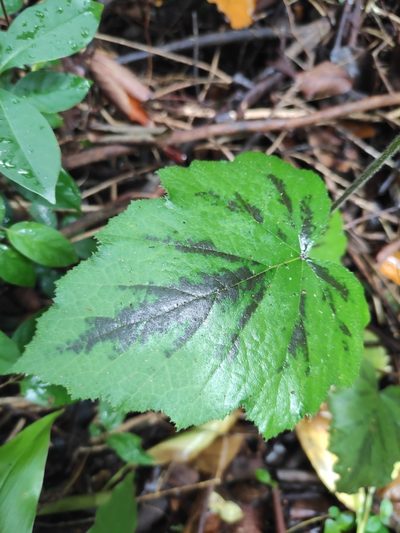 Rubus alceifolius, photographed by Augustin Soulard