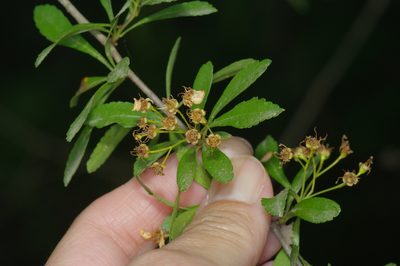 Crataegus spathulata