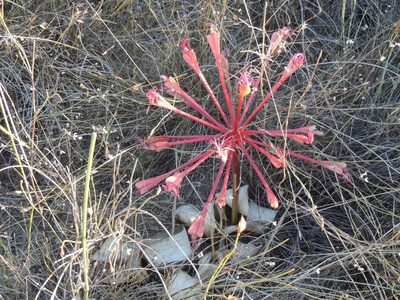 Brunsvigia orientalis, photographed by Jacques van der Merwe