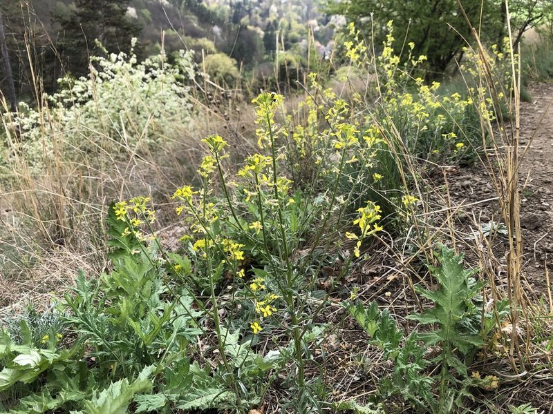 Erysimum crepidifolium, photographed by Pavel Kacl
