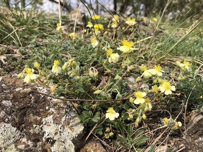 Helianthemum canum, photographed by Pavel Kacl
